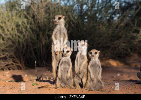 Erdmännchen (Suricata suricatta), Erwachsene und Jugendliche, Kgalagadi Transfrontier Park, Nordkap, Südafrika, Januar. Stockfoto