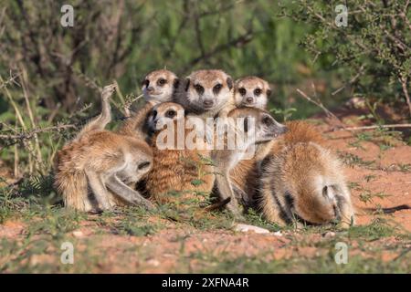 Erdmännchen (Suricata suricatta), Kgalagadi Transfrontier Park, Northern Cape, Südafrika, Januar. Stockfoto