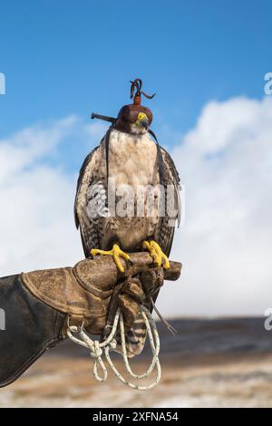 Lanner Falke (Falco Biarmicus) auf dem Handschuh, Haube, unverlierbare Falknerei Vogel, Cumbria, UK, April 2016 Stockfoto