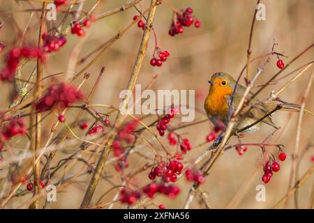Robin (Erithacus rubecula) mit Winterbeeren, Caerlaverock Wildfowl & Wetland Trust WWT Reserve, Dumfries & Galloway, Schottland, November. Stockfoto