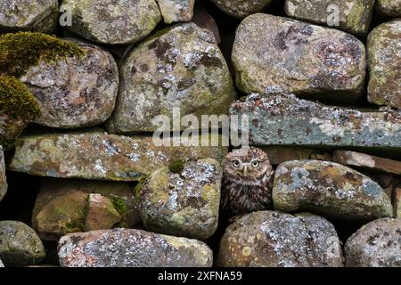 Kleine Eule (Athene noctua) sitzt in einer Steinmauer, Cumbria, Großbritannien. Unverlierbar. Stockfoto