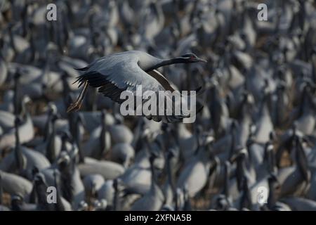 Demoiselle-Kran (Grus virgo) fliegt während der Migration über dichte Herden bei Khichan. Indien Stockfoto