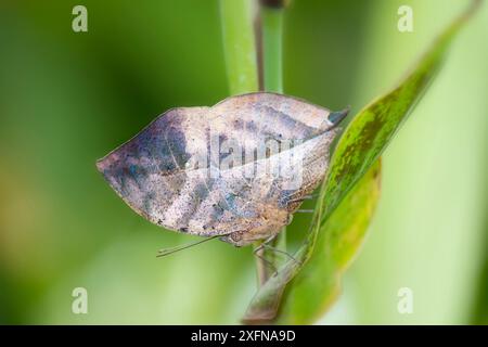 Indischer Schmetterling (Kallima paralekta) in Gefangenschaft, endemisch in Java und Sumatra, Indonesien. Trotz seines Namens kommt es in Indien nicht vor. Stockfoto