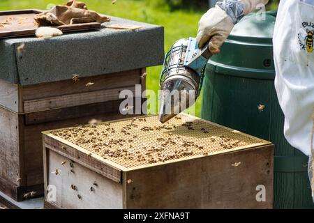 Imker benutzt Raucher, um die Bienenkolonie vor der Inspektion zu befrieden, Norfolk, England, Mai. Norfolk, England, Juni 2017. Stockfoto