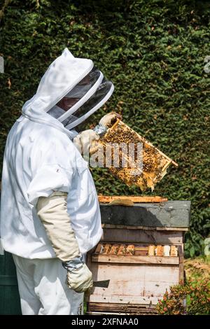 Imker inspektion Brut-kammer auf einem Honey Bee Hive. Norfolk, England, Juni 2017. Stockfoto