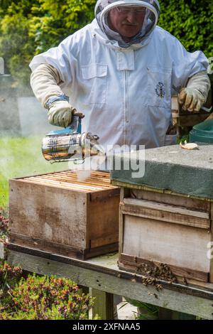 Imker benutzt Raucher, um die Bienenkolonie vor der Inspektion zu befrieden, Norfolk, England, Mai. Norfolk, England, Juni 2017. Stockfoto