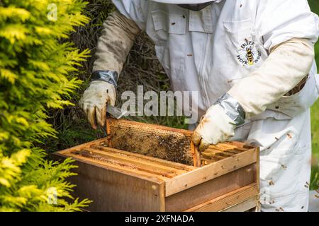 Imker inspiziert Brutkammer an einem Honigbienenstock. Norfolk, England, Juni 2017. Stockfoto