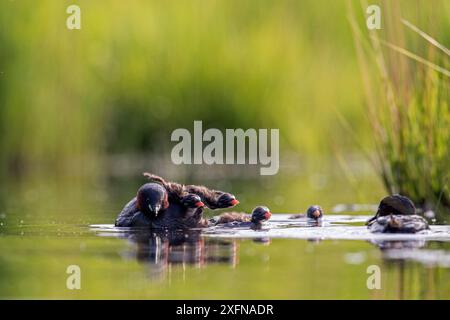 Little Grebe (Tachybaptus ruficollis) füttert ihre Küken, de Regte Nature Reserve, Goirle, Niederlande. Juni Stockfoto