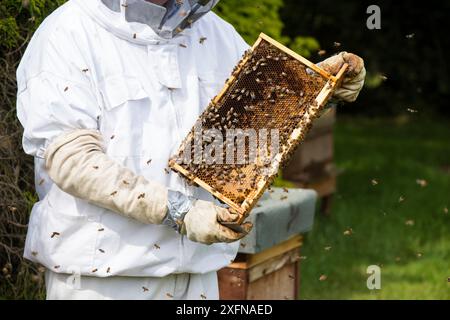 Imker inspiziert Brutkammer an einem Honigbienenstock. Norfolk, England, Juni 2017. Stockfoto