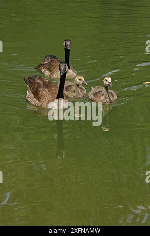 Kanadiengänse (Branta canadensis) paaren sich mit Gänsen auf dem Wasser, Maryland, USA, Juni. Stockfoto