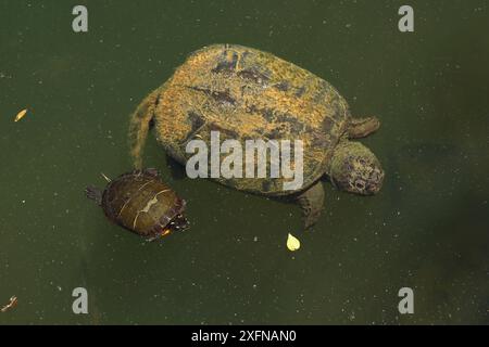 Schnappschildkröte (Chelydra serpentina) und gemalte Schildkröte (Chrysemys picta) Maryland, USA, Juni. Stockfoto