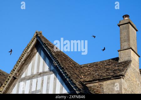 Gemeinsame SWIFT-Gruppe (Apus apus) schreiend, als sie über das Dach eines Cottages fliegen, Lacock, Wiltshire, Großbritannien, Juni. Stockfoto