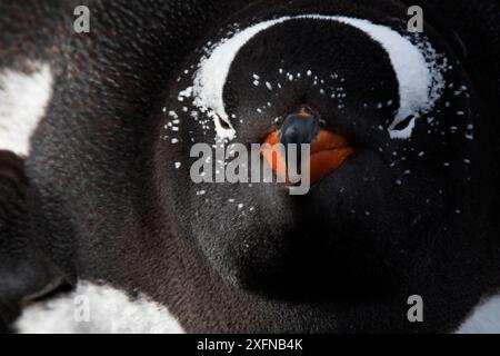 Gentoo-Pinguin (Pygoscelis papua) schlafend im Nest, Sea Lion Island, Falklandinseln, Oktober Stockfoto