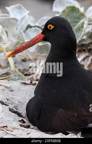 Magellan-Austernfänger (Haematopus leucopodus) im Nest, Seelöwen-Insel, Falklandinseln, Oktober Stockfoto