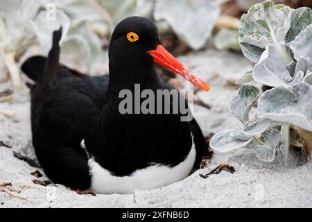 Magellan-Austernfänger (Haematopus leucopodus) im Nest, Seelöwen-Insel, Falklandinseln, Oktober Stockfoto