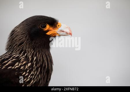 Gestreifte Caracara (Phalcoboenus australis), Seelöweninsel, Falklandinseln, Oktober Stockfoto