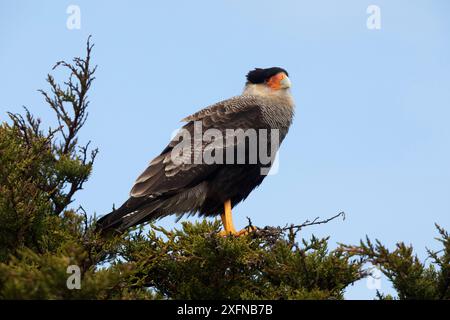 Südliche Caracara (Caracara plancus), Carcass Island, Falklandinseln, Oktober Stockfoto