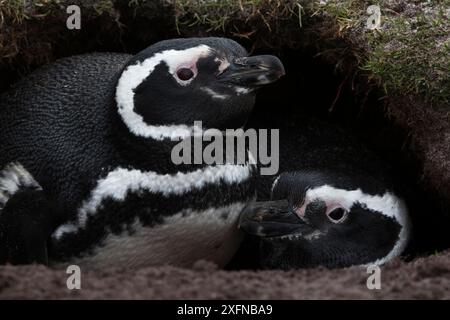 Das Paar Magellanepinguine (Spheniscus magellanicus) im Graben, Volunteer Point, East Falkland, Falklandinseln, Oktober Stockfoto