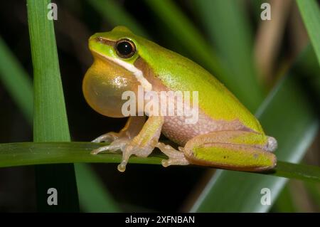 Östlicher Zwergfrosch (Litoria fallax), Werrikimbe Nationalpark, Gondwana Regenwald UNESCO-Weltkulturerbe, New South Wales, Australien. Stockfoto