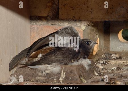 Gemeine SWIFT-Küken (Apus apus), die fast ausgewachsen sind und ihre Flügel ausdehnen und mit ihnen schlagen, während sie einige Tage vor dem Flügeln auf dem Nestbecher in einem Nistkasten sitzt, Cambridge, UK, August. Stockfoto