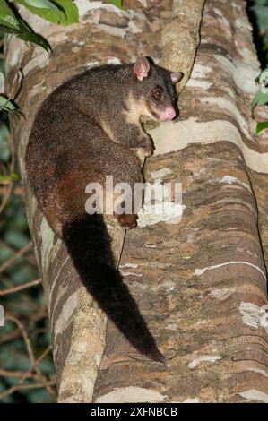 Kurzohr-Brushtail Possum (Trichosurus caninus), Mount Warning National Park, Gondwana Rainforest UNESCO World Hertiage Site, New South Wales, Australien. Stockfoto