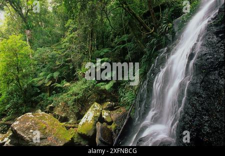 Subtropischer Regenwald mit Wasserfällen am Brindle Creek, Border Ranges National Park, Gondwana Rainforest UNESCO-Weltkulturerbe, New South Wales, Australien. Stockfoto