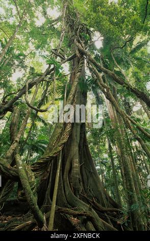 Riesige Lianen hängen von Regenwaldbäumen, subtropischer Regenwald, Border Ranges Nationalpark, Gondwana Rainforest UNESCO-Weltkulturerbe, New South Wales, Australien. Stockfoto