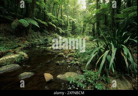 Subtropischer Regenwald mit Brindle Creek, Border Ranges Nationalpark, Gondwana Rainforest UNESCO-Weltkulturerbe, New South Wales, Australien. Stockfoto