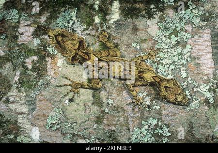 Südlicher Blattschwanzgecko (Saltuarius swaini), Border Range National Park, Gondwana Rainforest UNESCO World Hertiage Site, New South Wales, Australien. Stockfoto