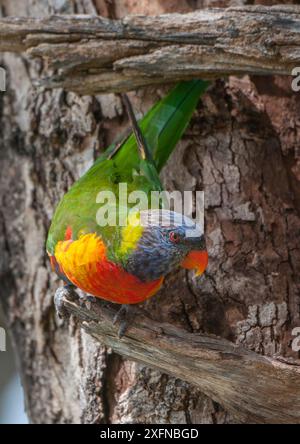 Rainbow Lorikeet (Trichoglossus haematodus), Thirlmere Lakes National Park, Greater Blue Mountains UNESCO-Weltkulturerbe, New South Wales. Stockfoto