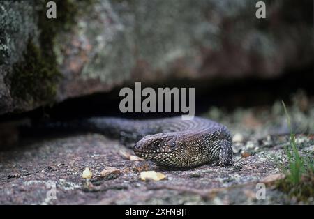 Cunningham's Skink (Egernia Cunninghami), Kanangra-Boyd Nationalpark, Greater Blue Mountains UNESCO-Weltkulturerbe, New South Wales. Stockfoto