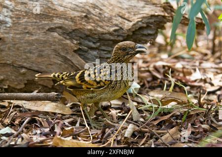 WESTERN Bowerbird (Chlamydera guttata), Cape Range National Park, Ningaloo Coast UNESCO-Weltkulturerbe, Western Australia. Stockfoto