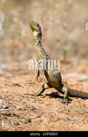 Sandmonitor (Varanus gouldii), Cape Range National Park, Ningaloo Coast, UNESCO-Weltkulturerbe, Westaustralien. Stockfoto