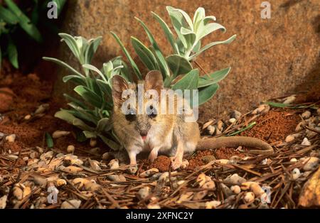 Streifenmuster (Sminthopsis macroura), Purnululu National Park UNESCO-Weltkulturerbe, Western Australia, Australien. Stockfoto