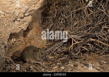 Große Stabnest-Ratte (Leporillus conditor), Shark Bay UNESCO-Weltkulturerbe, Westaustralien. Bedrohte Arten wurden wieder in die Shark Bay eingeführt. Stockfoto