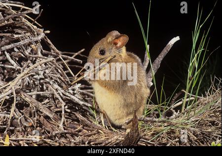 Greater Stock-Nest Ratte (Leporillus conditor), Shark Bay UNESCO-Weltkulturerbe, Western Australia. Bedrohte Arten wurden wieder in die Shark Bay eingeführt. Stockfoto