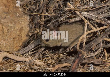 Große Stabnest-Ratte (Leporillus conditor), Shark Bay UNESCO-Weltkulturerbe, Westaustralien. Bedrohte Arten wurden wieder in die Shark Bay eingeführt. Stockfoto