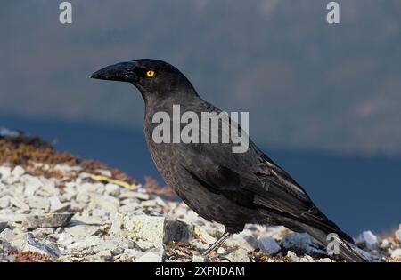 Black Currawong (Strepera fuliginosa), Cradle Mountain-Lake St Clair National Park, Tasmanische Wildnis, UNESCO-Weltkulturerbe, Tasmanien, Australien. Stockfoto