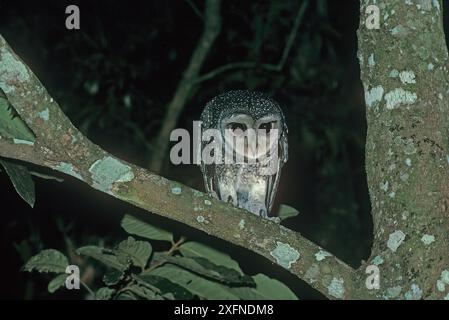 Kleine Rußeule (Tyto multipunctata) bei Nacht, Abschnitt Dagmar Range, Daintree River National Park, Wet Tropics of Queensland UNESCO-Weltkulturerbe, Queensland, Australien. Endemisch in den Wet Tropics von Queensland Stockfoto