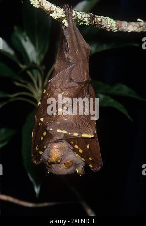 Östliche Röhrennasenfledermaus (Nyctimene robinsoni), Hinchingbrook Island National Park, Wet Tropics of Queensland, UNESCO-Weltkulturerbe, Queensland, Australien. Stockfoto