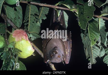 Östliche Röhrennasenfledermaus (Nyctimene robinsoni), Hinchingbrook Island National Park, Wet Tropics of Queensland, UNESCO-Weltkulturerbe, Queensland, Australien. Stockfoto