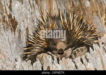 Kurzschnabelechidna (Tachyglossus aculeatus) Willandra Lakes UNESCO-Weltkulturerbe, New South Wales, Australien. Stockfoto