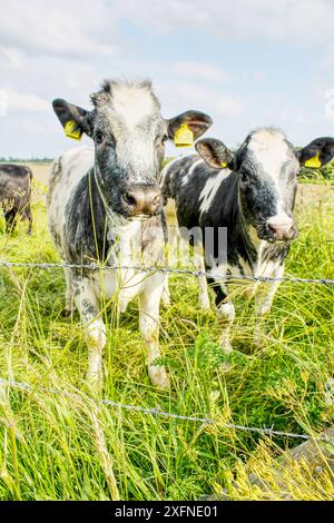 Kühe oder Bullen auf einem Feld an einem Sommerabend in North Yorkshire, Großbritannien Stockfoto