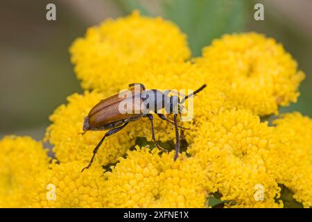 Feenring-Longhornkäfer (Pseudovadonia livida) Fütterung an tansy Brockley, Lewisham, London, England, UK August. Stockfoto