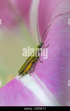 Falscher Blisterkäfer (Oedemera lurida) weiblich auf Field Bindweed Brockley Cemetery, London, England, Vereinigtes Königreich. Juli. Stockfoto