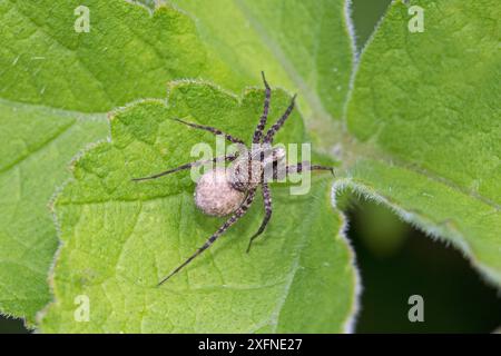 Gefleckter Wolfsspender (Pardosa amentata) mit einem Eiersack Hutchinson's Bank, New Addington, London, England, Großbritannien. Juni. Stockfoto