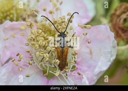 Elfenring-Langhornkäfer (Pseudovadonia livida) Fütterung an Brombeerblüte Warwick Gardens, Peckham, London, England, Vereinigtes Königreich. Juni. Stockfoto