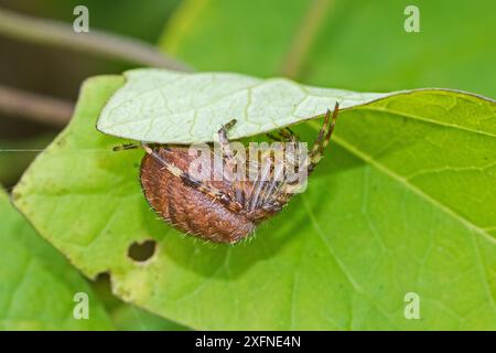 Gartenspinne (Araneus diadematus) versucht, sich unter Blatt vor Danger Brockley Cemetery, Lewisham, London, England, Großbritannien September zu verbergen. Stockfoto