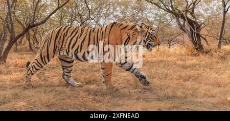 Bengaler Tiger (Panthera tigris) Tigerin 'Arrowhead' Jagd, Ranthambhore, Indien Stockfoto