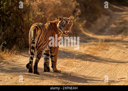 Bengalischer Tiger (Panthera tigris) Tigerin 'Arrowhead' auf der Straße, Ranthambhore, Indien Stockfoto